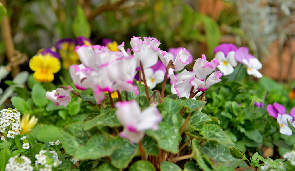 寄せ植え花壇1