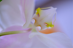 Flower of alien