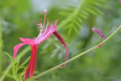 Compact Gaura