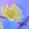蝋梅