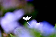 隅田の花火