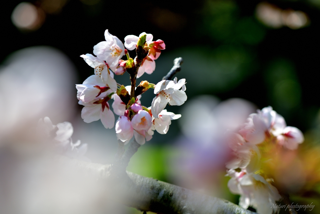 桜～新しい時代へ～