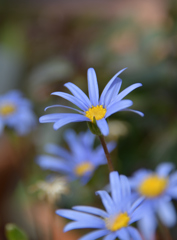 Blue daisy