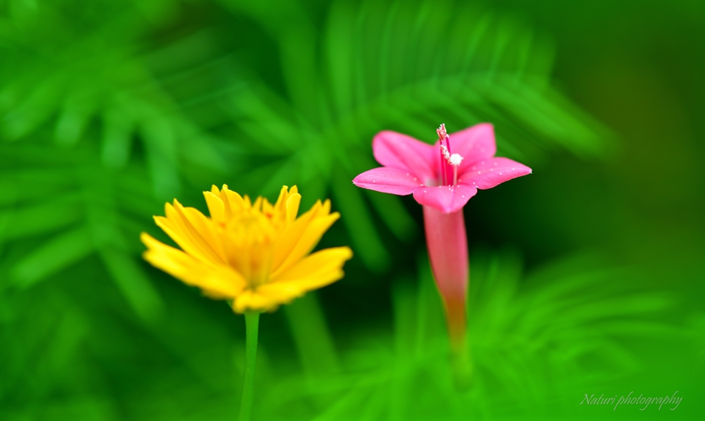 ルコウソウと黄花コスモス