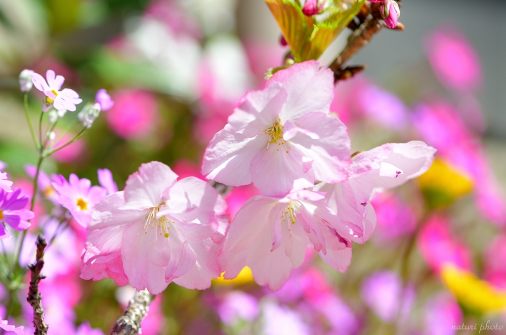 一才桜