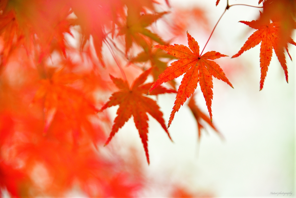 紅葉渓庭園2