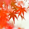 紅葉渓庭園2