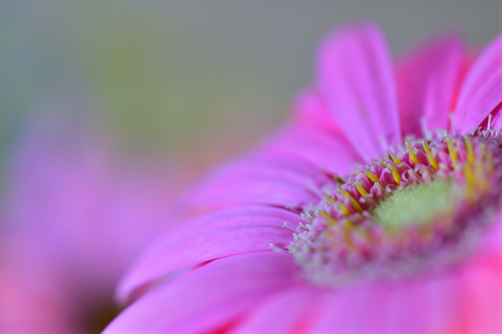 Pink Gerbera