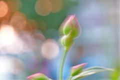 シコンノボタンのつぼみは夢の中 ✯*･☪:.｡♡
