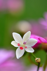 フリージア・ラクサ