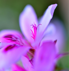 香りゼラニウム