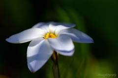 Spring Star Flower