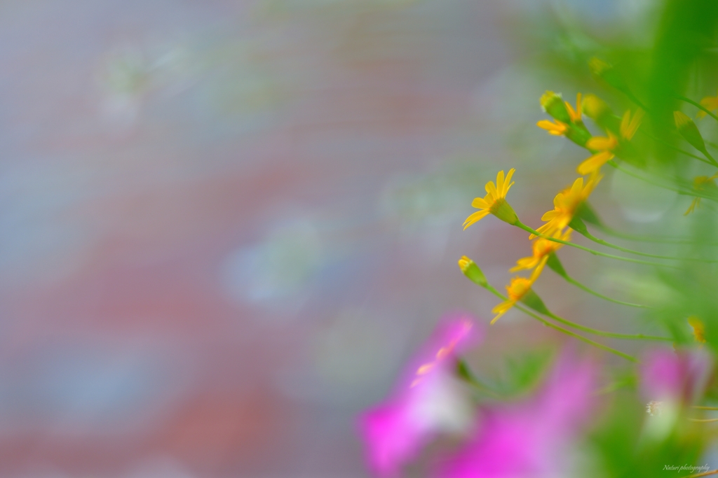 花ボケハート