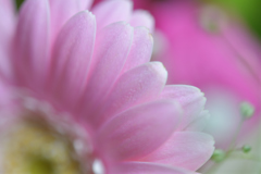 Pink Gerbera