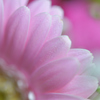 Pink Gerbera