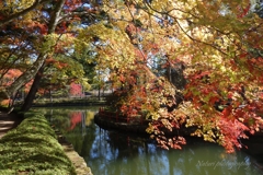 高野山紅葉4