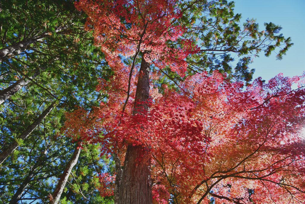 高野山紅葉1