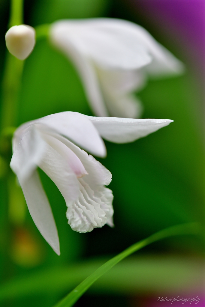 紫蘭　白花