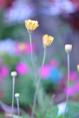 ヒメノキシスイエローファンタジー