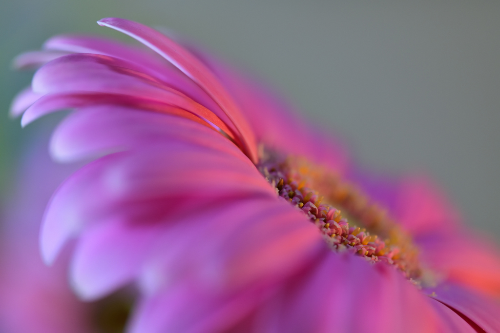 Pink Gerbera