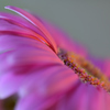 Pink Gerbera