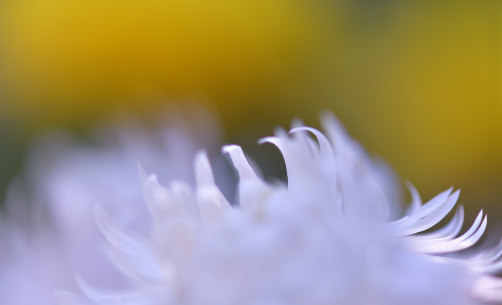 Helichrysum