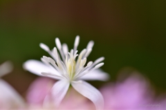 Clematis terniflora