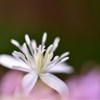 Clematis terniflora