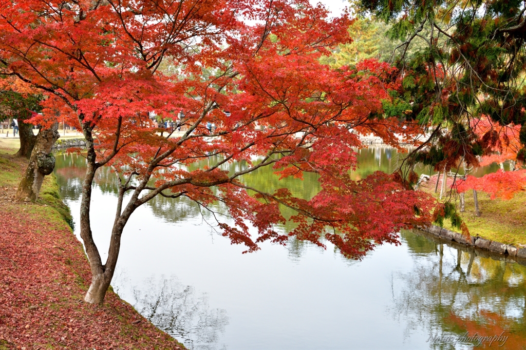 奈良公園モミジ