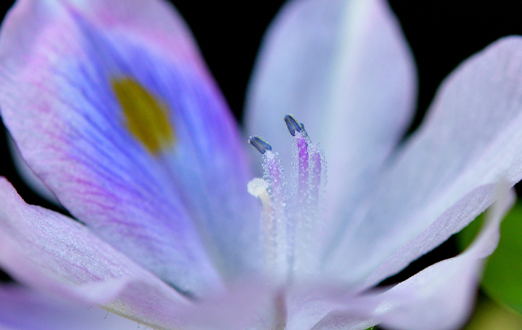 Water Hyacinth