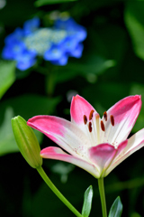 Lilium maculatum with hydrangea