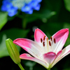 Lilium maculatum with hydrangea