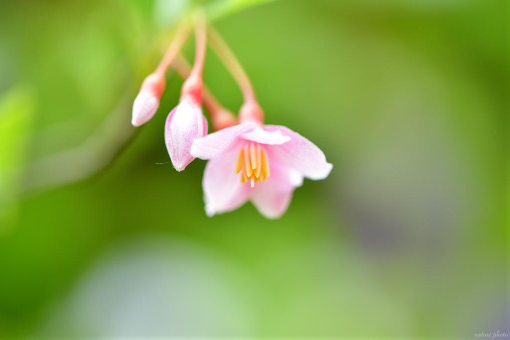 エゴノキの花