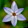 真上花韮