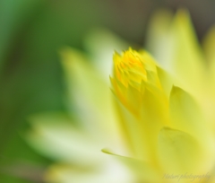 Everlasting daisy