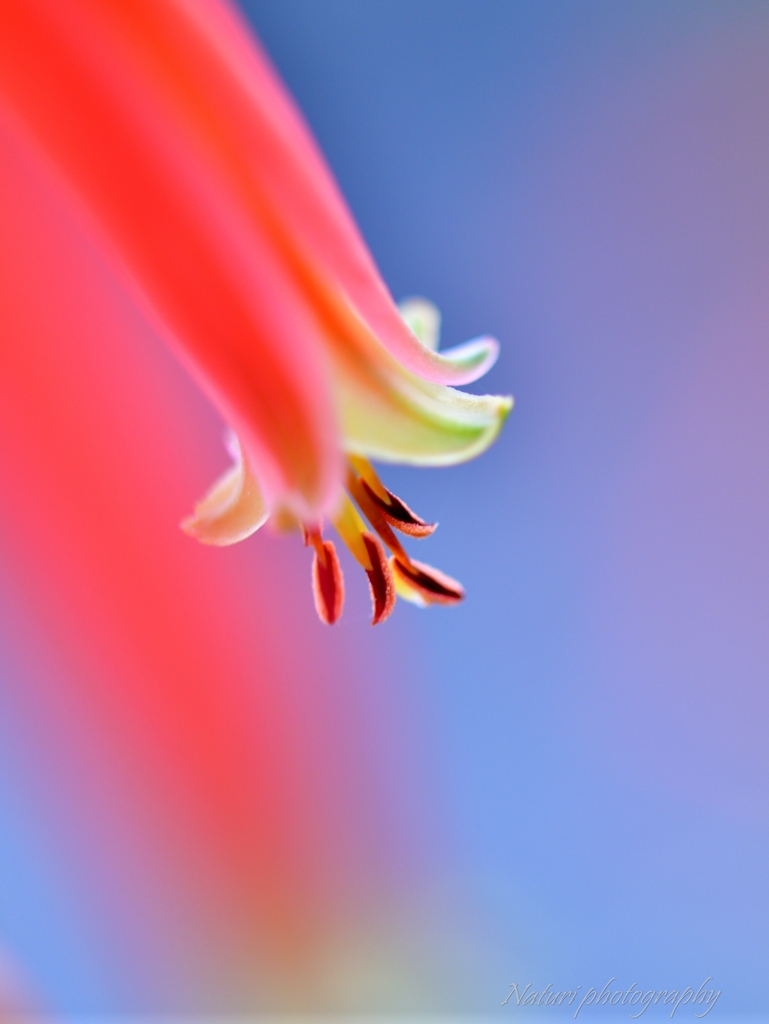 みんな知らないけど綺麗な花