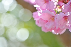桜ピンク