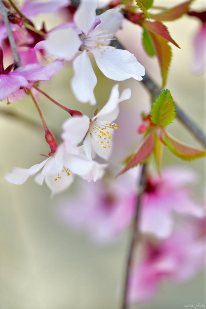 枝垂れ桜　盆栽