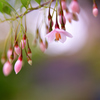 エゴの木の花