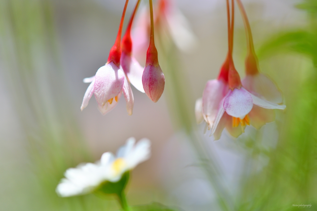 エゴノキの花