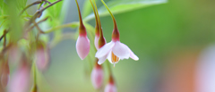 エゴの木の花