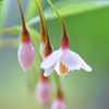 エゴの木の花