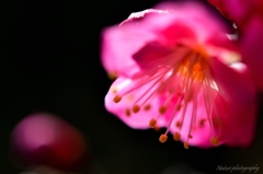 春告草