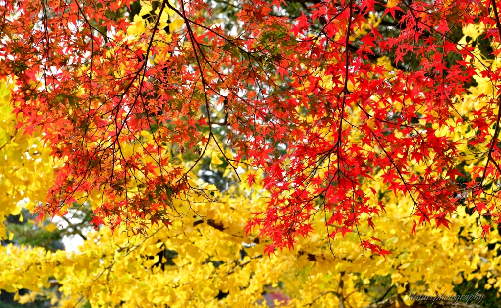 奈良公園　紅葉 イチョウ