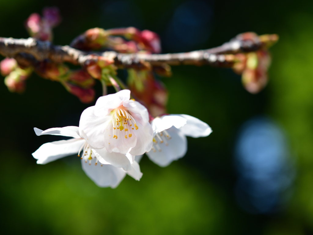 sakura