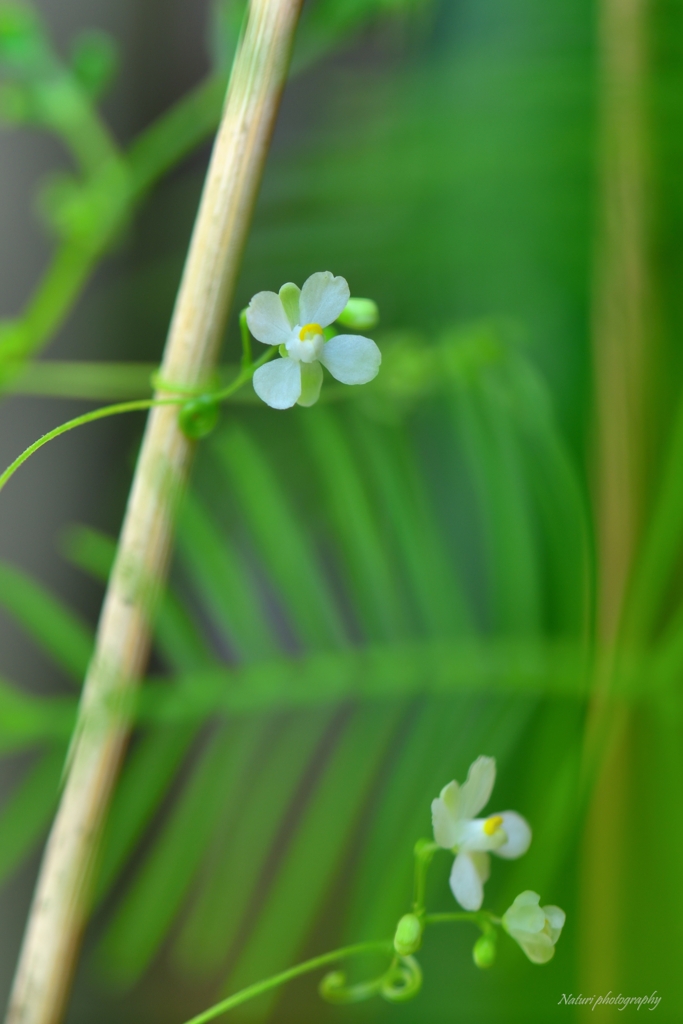 ふうせんかずらの花 By Naturi Id 写真共有サイト Photohito