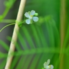 ふうせんかずらの花