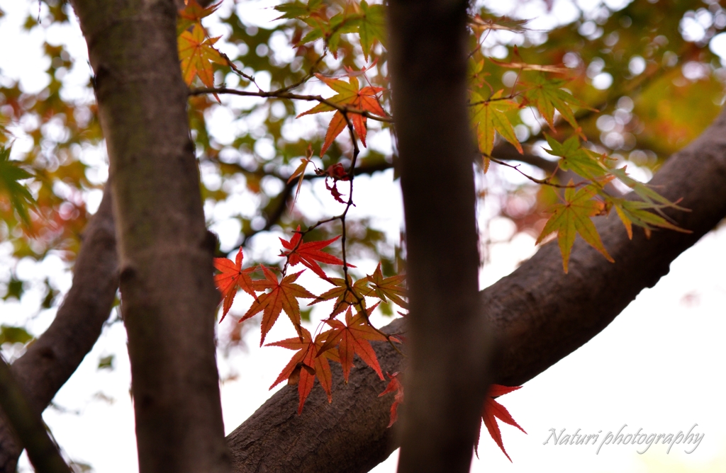 紅葉