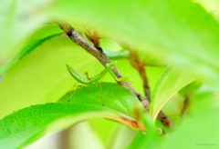 ちびカマキリ