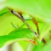 ちびカマキリ
